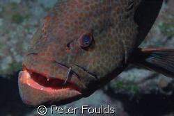 Grouper getting his gums cleaned. Nikon D200 by Peter Foulds 